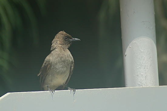 Common Bulbul.JPG